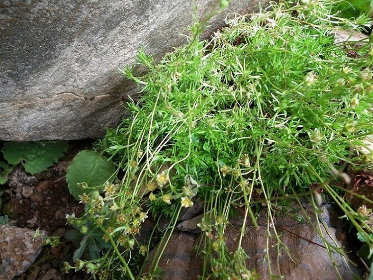 Aiuto identificazione - Saxifraga